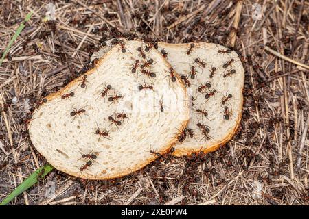 Das Makrobild auf einem Hintergrund einer Kolonie großer und roter Ameisen, die 2 Scheiben Brot essen, zeigt die Brotkrise im Land. Die Ameisen sind sehr Stockfoto