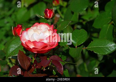 Rosennostalgie Stockfoto