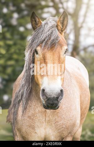 Porträt eines kaltblütigen Pferdes in Frankreich Stockfoto
