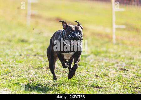 Staffordshire Bull Terrier rennt direkt vor der Kamera und jagt auf dem grünen Feld auf dem Kurs Stockfoto