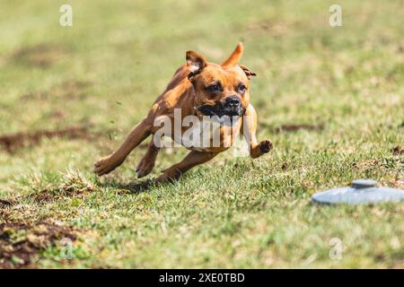 Staffordshire Bull Terrier rennt direkt vor der Kamera und jagt auf dem grünen Feld auf dem Kurs Stockfoto