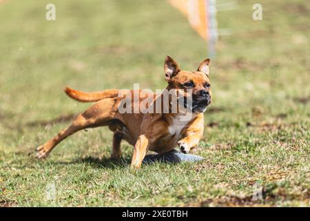 Staffordshire Bull Terrier rennt direkt vor der Kamera und jagt auf dem grünen Feld auf dem Kurs Stockfoto