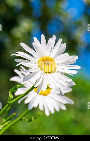 Eine helle Blume aus der Nähe. Leucanthemum vulgare, allgemein bekannt als Ochsenauge Gänseblümchen, Ochsenauge Gänseblümchen, Hund Stockfoto