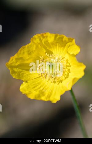 Gelber Mohn (mongolei) in Garden Chard Sommerset England großbritannien Stockfoto