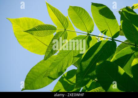 Japanische Walnuss-Juglans ailantifolia, Blätter Laub Stockfoto