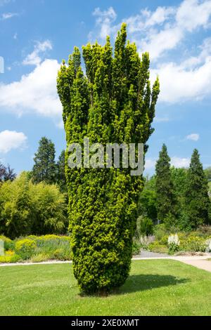 Taxus baccata „Fastigiata Aurea“ Nadelbaum im Garten Europäische Eibe Stockfoto