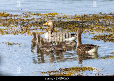 Familie von Graugänsen mit Gänsen, die auf dem Wasser in einem Loch schwimmen Stockfoto