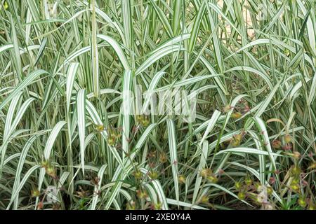 Schilf Kanariengras Phalaris arundinacea „Feesey“ Stockfoto