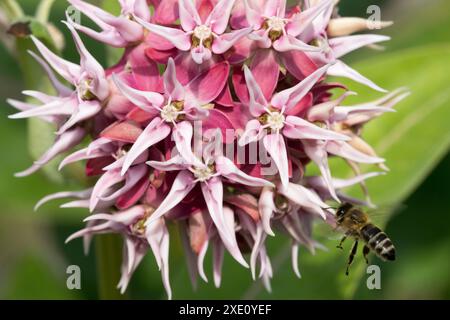 Honigbiene fliegt zur Blume Wild Milkweed, Showy Milkweed Asclepias speciosa Stockfoto