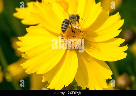 APIs mellifera Europäische Honigbiene Honigbiene auf Blume Lanceleaf Coreopsis lanceolata blühende Sandlanze-blättrige Tickseed Stockfoto