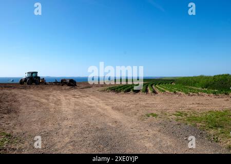 Traktor parkte auf Kartoffelfeld nach der Kartoffelernte in der Landschaft Marloes Pembrokeshire Wales Großbritannien. Juni 2024 KATHY DEWITT Stockfoto