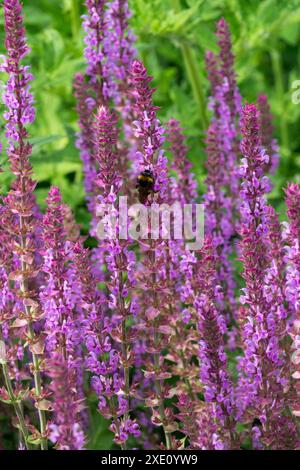 Violett, Salvia nemorosa 'Amethyst' blüht Stockfoto