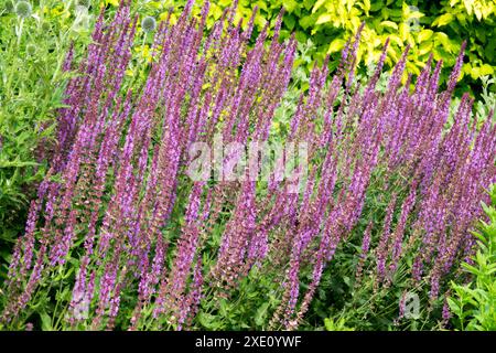 Violette Salvia nemorosa „Amethyst“ Blumen Stockfoto