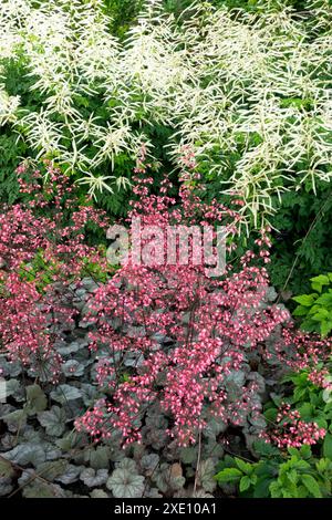 Rote Alumroot Coralbells Heuchera 'Regina' Goatsbeard Aruncus Johannifest Blumenbeet Stockfoto