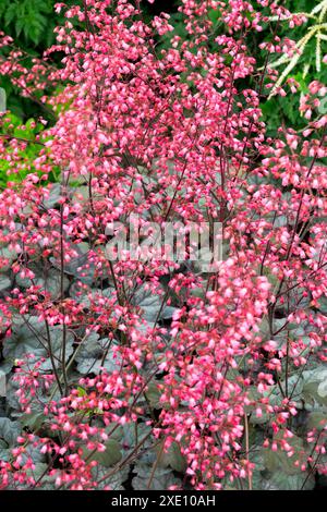 Blühende Rote Heuchera „Regina“ Stockfoto