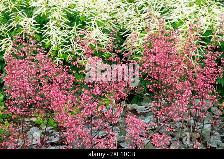 Rote Aluwurzel, Heuchera „Regina“ Weißer Ziegenbart Aruncus Johannifest Blüten Stockfoto