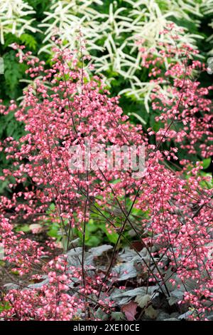 Korallenglocken Alumroot Heuchera „Regina“ Goatsbart Aruncus Johannifest Blüten Stockfoto