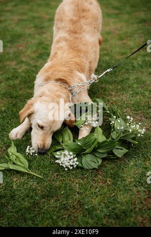 Golden Retriever Hund auf einer Hochzeit Stockfoto