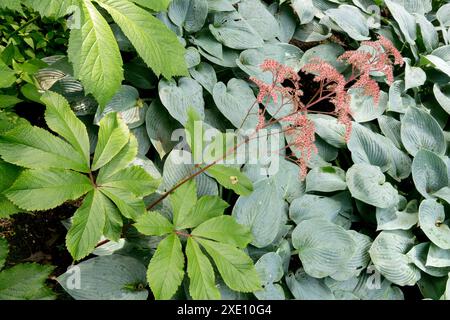 Rodgersia pinnata 'Herkules' Blume im Garten Hosta 'Halcyon' Stockfoto