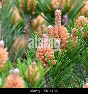 Bergkiefer mit Kegeln im frühen Frühjahr Stockfoto