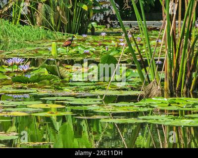 Panama, Las Lajas, aquatische Vegetation in einem Teich Stockfoto