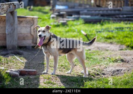 Ein fröhlicher großer Hund mit einer hervorrammenden Kettenzunge. Stockfoto