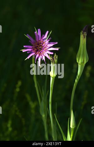 Spitzbart Stockfoto