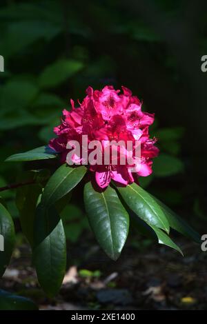 Rhododendron-Blüte Stockfoto