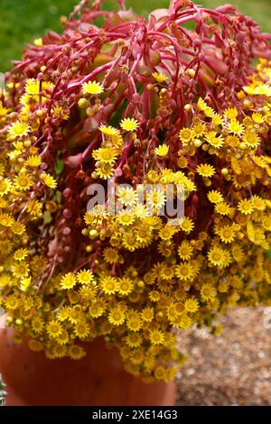 Die Nahaufnahme der sternförmigen gelben Blüten des immergrünen, zarten, saftigen Aeonium glandulosum. Stockfoto