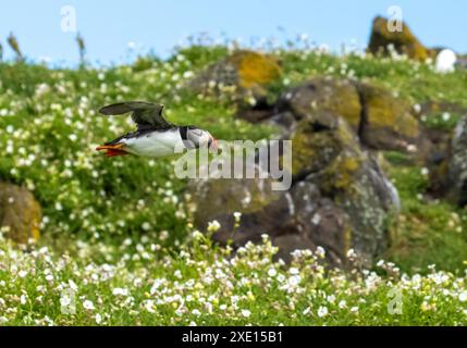 Atlantische Papageientaucher im Flug auf der Brutinsel Isle of May Stockfoto