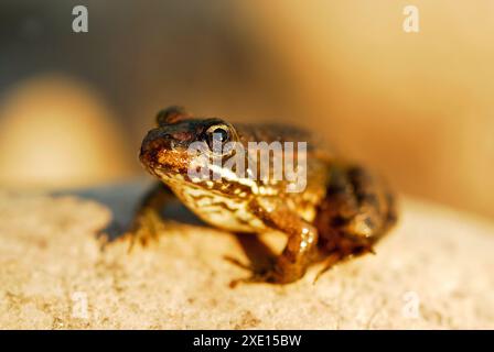 Junger gemeiner Frosch (Pelophylax perezi) auf einem Felsen in der Nähe von Valencia del Sil, Orense, Spanien Stockfoto