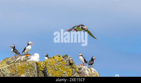 Atlantische Papageientaucher im Flug mit Sandaalen Stockfoto