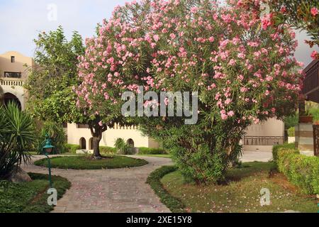 Blühender rosa Azaleen großer Busch auf den Straßen von Emirates Stockfoto