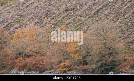 Rund um den Lake Vyrnwy im Herbst, Powys, Mid Wales, Großbritannien Stockfoto