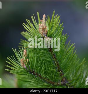 Bergkiefer mit Kegeln im frühen Frühjahr Stockfoto