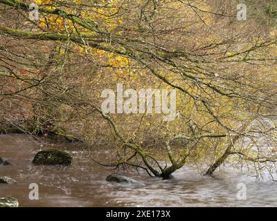Rund um den Lake Vyrnwy im Herbst, Powys, Mid Wales, Großbritannien Stockfoto