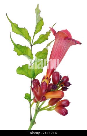 Trompetenkriecher- Campsis Gartenpflanze h mit Blumen und Knospen isoliert Stockfoto