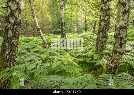 Geografie / Reisen, Deutschland, Hessen, ADDITIONAL-RIGHTS-CLEARANCE-INFO-NOT-AVAILABLE Stockfoto