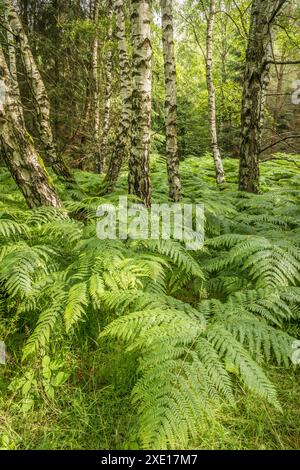 Geografie / Reisen, Deutschland, Hessen, ADDITIONAL-RIGHTS-CLEARANCE-INFO-NOT-AVAILABLE Stockfoto