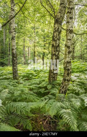 Geografie / Reisen, Deutschland, Hessen, ADDITIONAL-RIGHTS-CLEARANCE-INFO-NOT-AVAILABLE Stockfoto