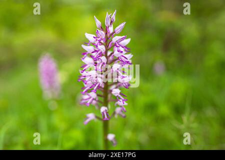 Militär-Orchidee Stockfoto