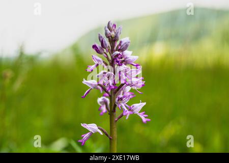 Militär-Orchidee Stockfoto
