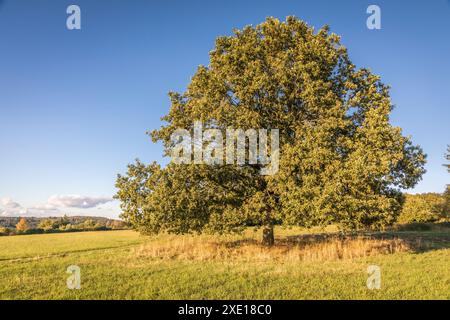 Geographie / Reise, Deutschland, Hessen, Eiche im Naturpark Rheingau-Taunus bei Engenhahn, ADDITIONAL-RIGHTS-CLEARANCE-INFO-NOT-AVAILABLE Stockfoto