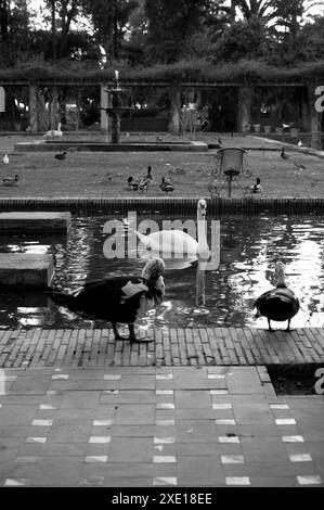 Enten und ein Schwan in der Nähe eines spiegelnden Teichs mit üppigem Grün im Maria Luísa Park Stockfoto