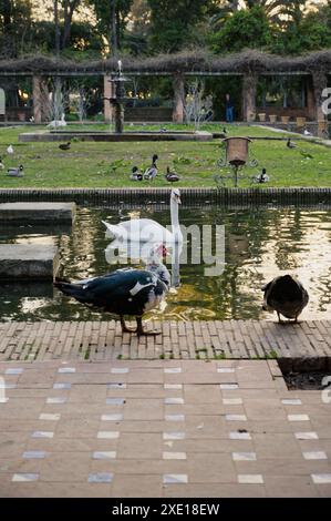 Enten und ein Schwan in der Nähe eines spiegelnden Teichs mit üppigem Grün im Maria Luísa Park Stockfoto