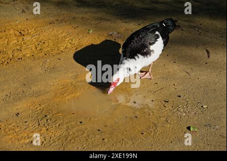 Moschusente mit markanten schwarz-weißen Federn, die aus einer kleinen Pfütze im Maria-Luísa-Park trinken Stockfoto