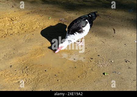 Moschusente mit markanten schwarz-weißen Federn, die aus einer kleinen Pfütze im Maria-Luísa-Park trinken Stockfoto