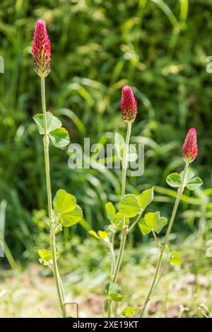 Hellroter Rosenklee im Sonnenlicht - Futter und nützliches Pflanzenblutklee Stockfoto