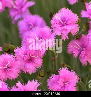 Wunderschöne rosa Nelkenblume wächst in einem Blumenbeet Stockfoto