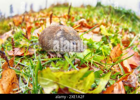 Großzähnige Rothackenmaus am Rande des Mischwaldes Stockfoto